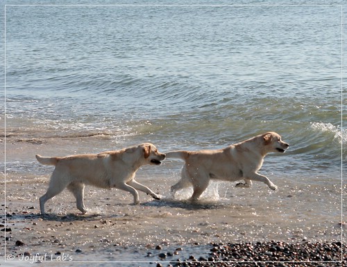 Joyful Lab's Classic Girl - Carla & Hanna - Rosefair Joyful Girl