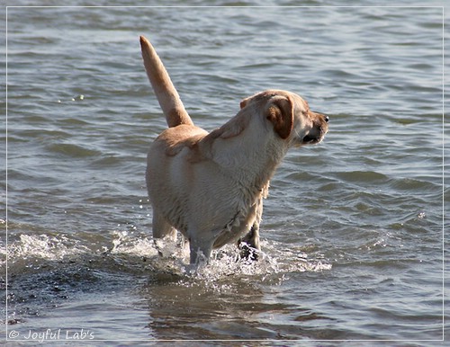 Joyful Lab's Classic Girl - Carla