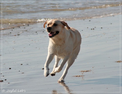 Joyful Lab's Classic Girl - Carla