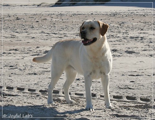 Joyful Lab's Classic Girl - Carla