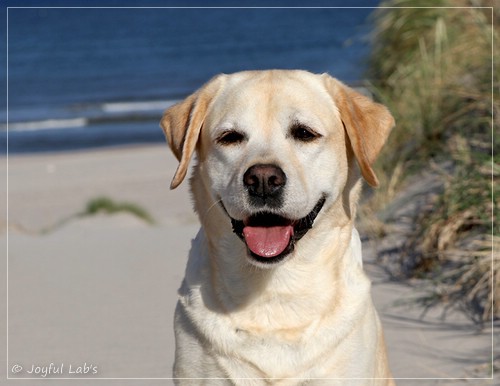 Joyful Lab's Classic Girl - Carla