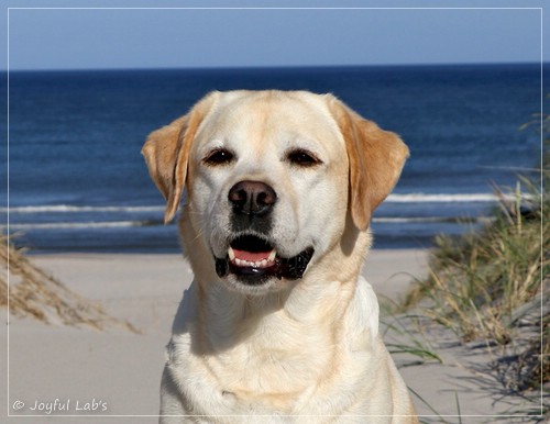 Joyful Lab's Classic Girl - Carla