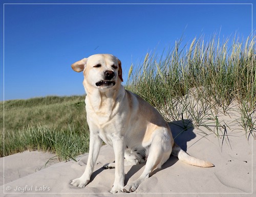 Joyful Lab's Classic Girl - Carla