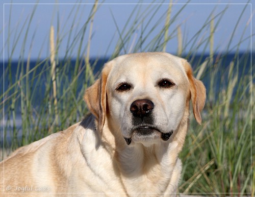 Joyful Lab's Classic Girl - Carla