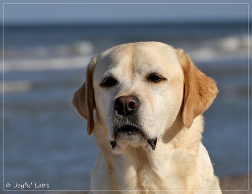 Joyful Lab's Classic Girl - Carla