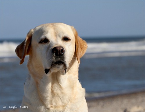 Carla - Joyful Lab's Classic Girl