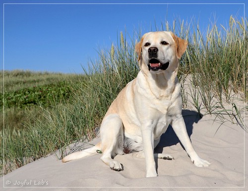 Joyful Lab's Classic Girl - Carla