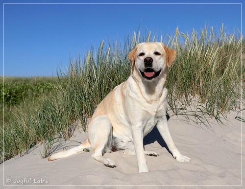 Joyful Lab's Classic Girl - Carla