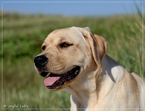 Joyful Lab's Flower Power Girl - Erna