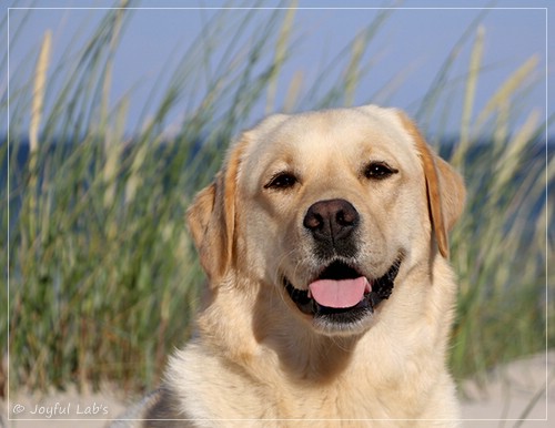 Joyful Lab's Eye-Catching Girl - Tilda - Joyful Lab's Eye-Catching Girl - Tilda -