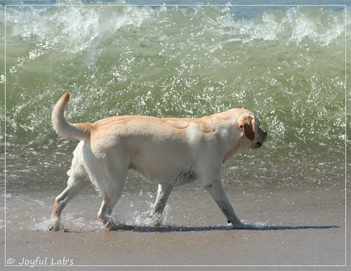 Joyful Lab's Classic Girl - Carla