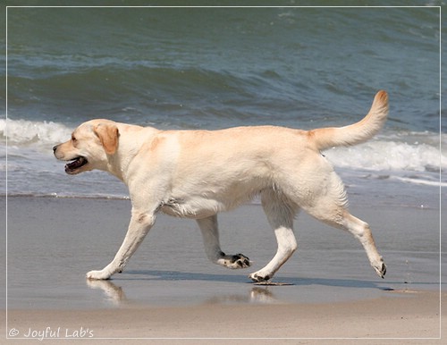 Joyful Lab's Classic Girl - Carla