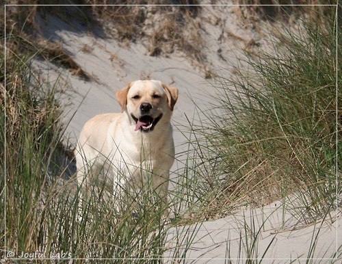 Joyful Lab's Classic Girl - Carla