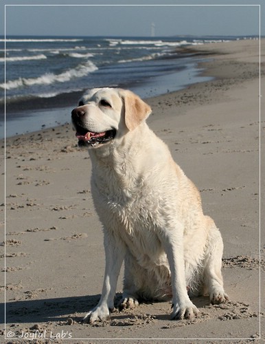 Greta - Joyful Labs Be Happy Girl