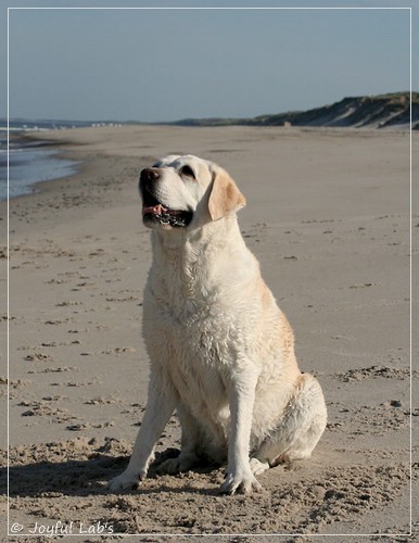 Greta - Joyful Labs Be Happy Girl