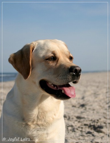 Joyful Lab's Classic Girl - Carla Joyful Lab's Classic Girl - Carla