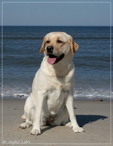 Joyful Lab's Classic Girl - Carla Joyful Lab's Classic Girl - Carla