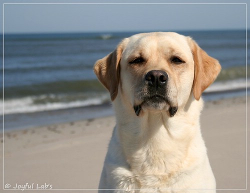 Carla - Joyful Lab's Classic Girl