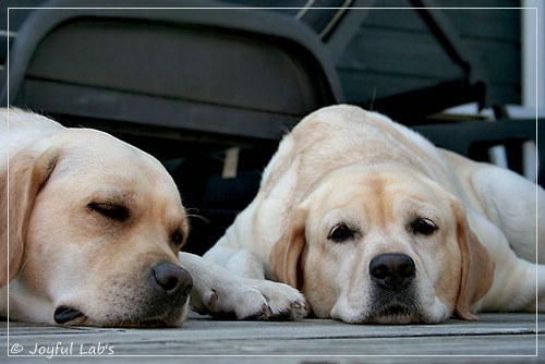 Joyful Lab's Classic Girl - Carla & Hanna - Rosefair Joyful Girl