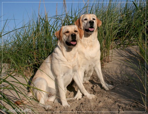 Joyful Lab's Classic Girl - Carla & Hanna - Rosefair Joyful Girl