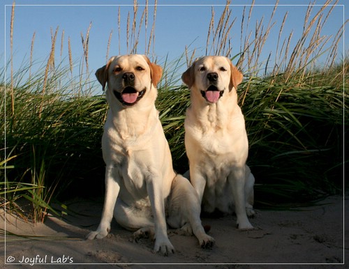 Joyful Lab's Classic Girl - Carla & Hanna - Rosefair Joyful Girl