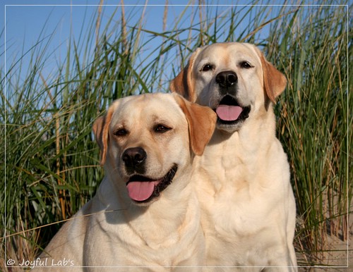 Hanna - Rosefair Joyful Girl & Carla -  Joyful Lab's Classic Girl