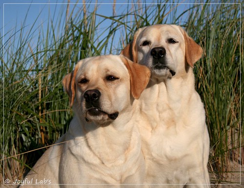 Joyful Lab's Classic Girl - Carla & Hanna - Rosefair Joyful Girl