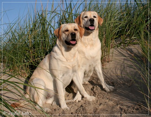 Hanna - Rosefair Joyful Girl & Carla -  Joyful Lab's Classic Girl