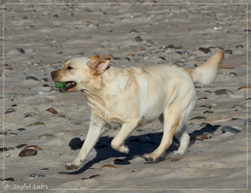 Joyful Lab's Eye-Catching Girl - Tilda -