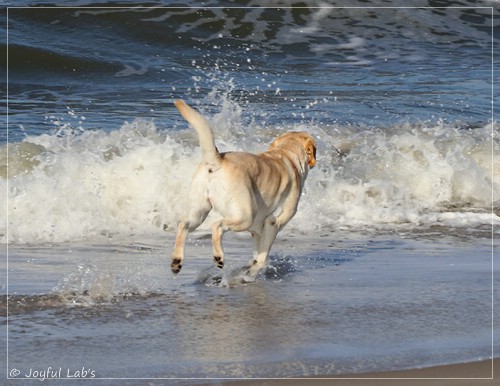 Joyful Lab's Classic Girl - Carla