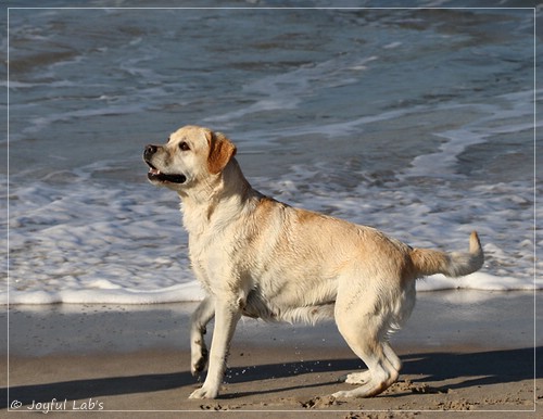 Joyful Lab's Classic Girl - Carla