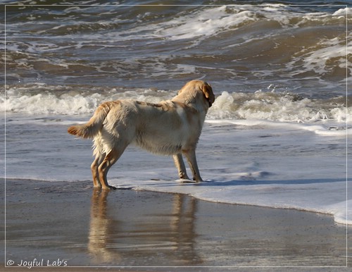 Joyful Lab's Eye-Catching Girl - Tilda -