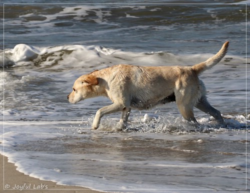 Joyful Lab's Classic Girl - Carla