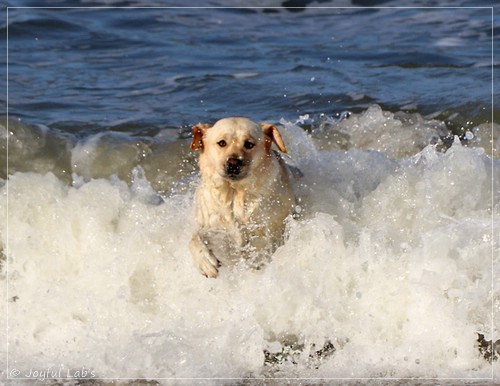 Joyful Lab's Eye-Catching Girl - Tilda -