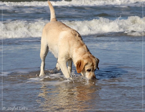 Joyful Lab's Classic Girl - Carla