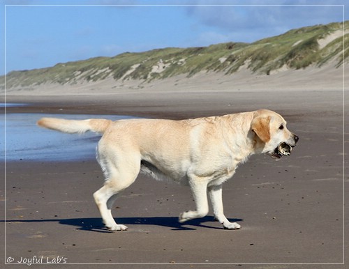 Joyful Lab's Classic Girl - Carla