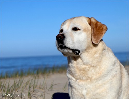 Joyful Lab's Classic Girl - Carla