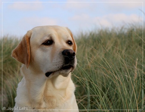 Joyful Lab's Classic Girl - Carla