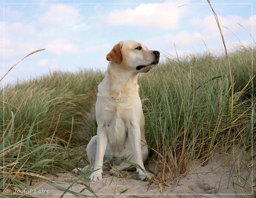 Joyful Lab's Classic Girl - Carla