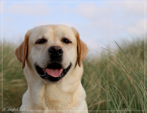 Joyful Lab's Classic Girl - Carla