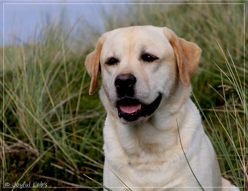 Joyful Lab's Classic Girl - Carla