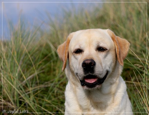 Joyful Lab's Classic Girl - Carla