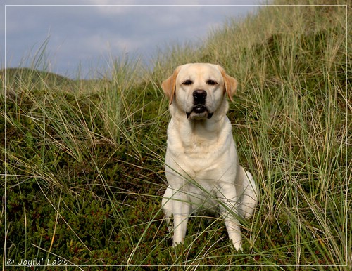 Joyful Lab's Classic Girl - Carla