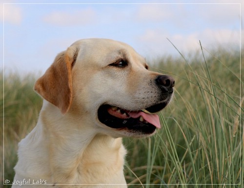 Carla - Joyful Lab's Classic Girl