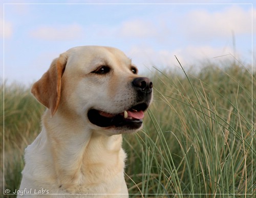 Joyful Lab's Classic Girl - Carla