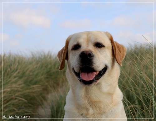 Joyful Lab's Classic Girl - Carla