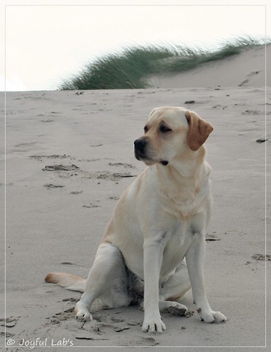 Carla - Joyful Lab's Classic Girl Carla - Joyful Lab's Classic Girl