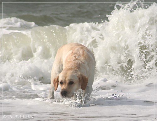 Carla - Joyful Lab's Classic Girl