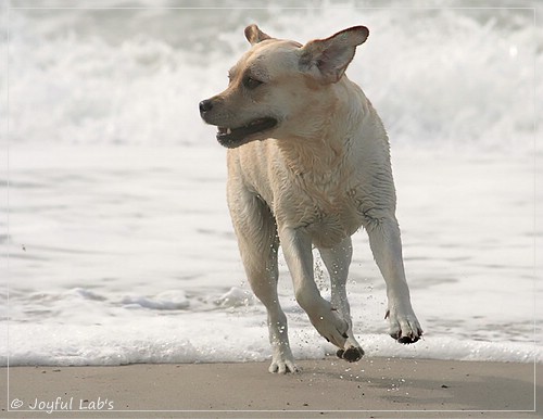 Carla - Joyful Lab's Classic Girl