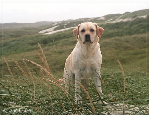 Carla - Joyful Lab's Classic Girl